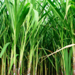 Sugarcane Juice Benefits ~ Nutrition guide | Diet Plan