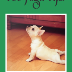 A dog is doing exercise - Yoga with Pets