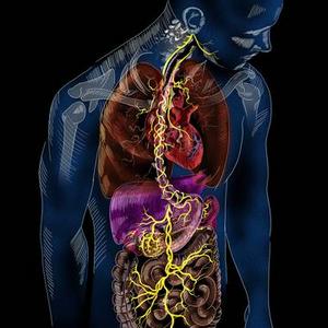 what does the vagus nerve do
