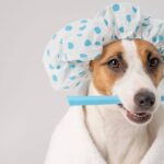 Dog holding toothbrush.