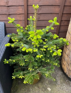 A small living Christmas tree. The branches are puffing out with lots of greenery.