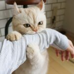 why does my cat bite me gently when i pet her? – frankiesamah