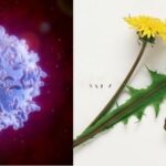 Dandelion root found to induce cancer cells ‘suicide,’ while leaving healthy ones alone