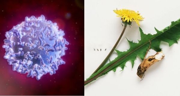 Dandelion root found to induce cancer cells ‘suicide,’ while leaving healthy ones alone