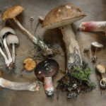 Learn How Medicinal Mushrooms Helped me to Overcome a Nasty Jaw and Gut Infection