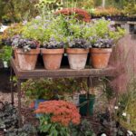 How to buy garden center plants like a pro (including at online plant nurseries)