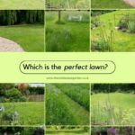 Which is the perfect lawn?