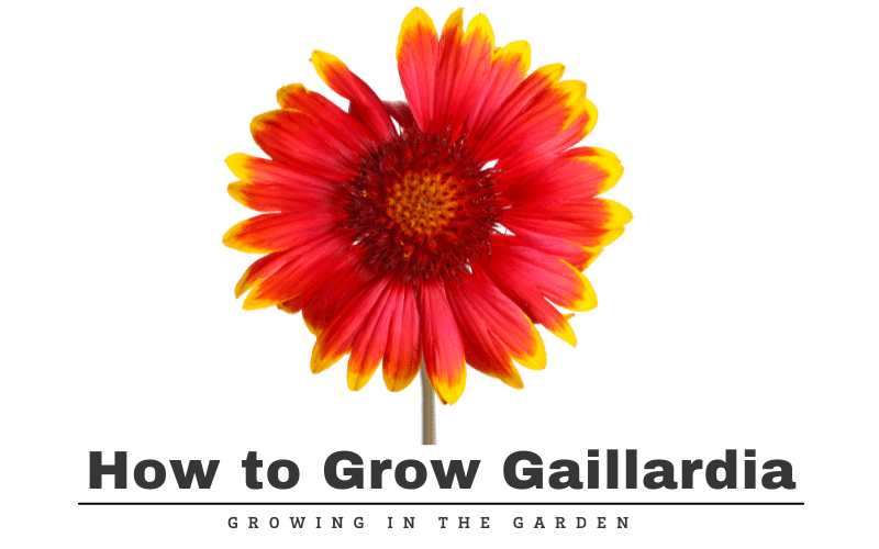 Learn how to grow gaillardia, a native American wildflower that grows well in hot, dry areas that are difficult for other plants to grow.