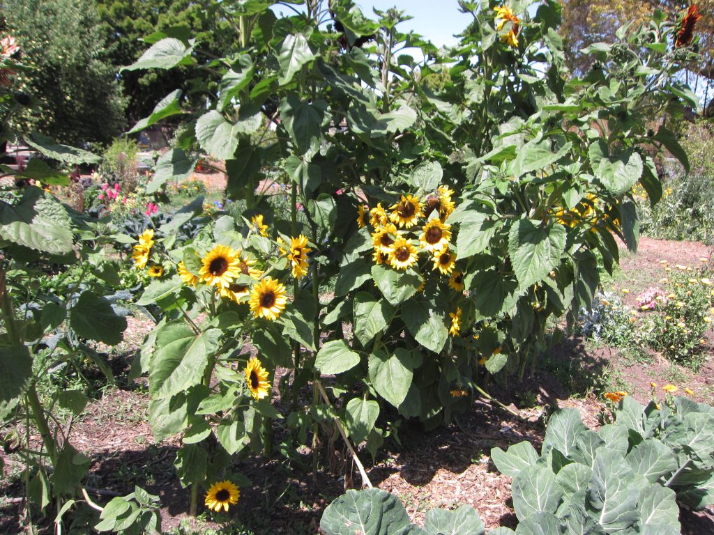 learning garden sunflowers