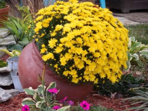 Yellow mums in a tilted planter