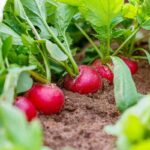 Radishes and Beets as Companion Plants