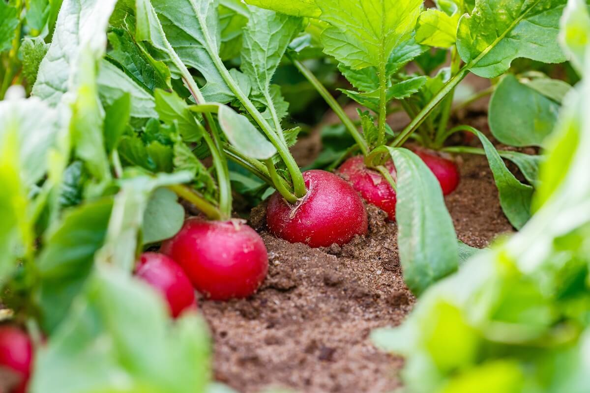 Radishes and Beets as Companion Plants
