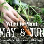 What to Plant May & June