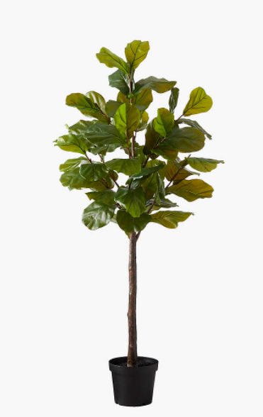 Fiddle leaf fig fertilizer