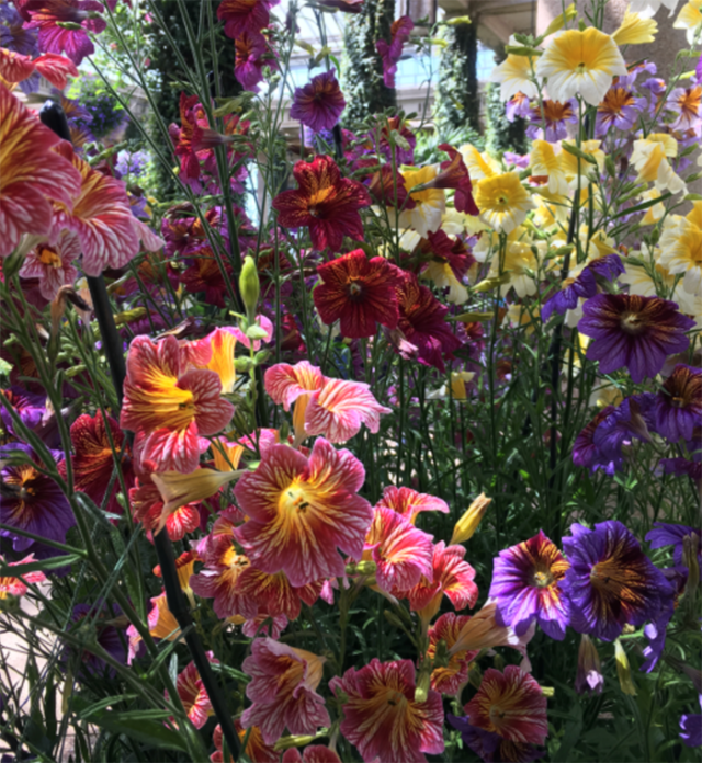 A Comprehensive review of all the wrong ways to grow Salpiglossis found on the Internet.