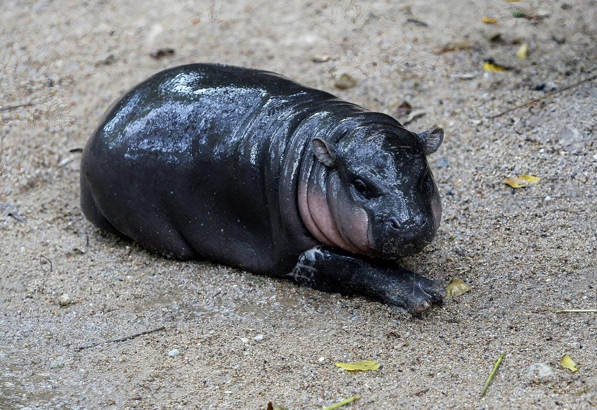 Who Is Moo Deng? The Viral Baby Hippo, Explained