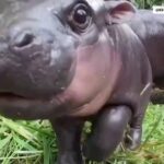 How baby pygmy hippo Moo Deng is handling her newfound fame