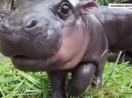 How baby pygmy hippo Moo Deng is handling her newfound fame