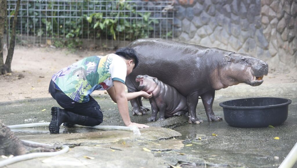 Meet Moo Deng: The Viral Pygmy Hippo Who's Captured Hearts Across The World