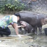 Meet Moo Deng: The Viral Pygmy Hippo Who's Captured Hearts Across The World