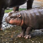 The shrinking habitat of the world's most celebrated hippo