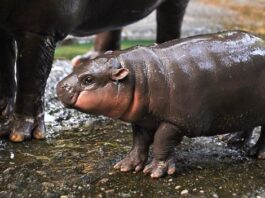 The shrinking habitat of the world's most celebrated hippo