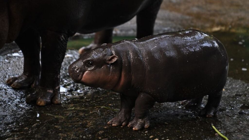 Meet Moo Deng, the baby pygmy hippo so popular you can visit her for only 5 minutes : NPR