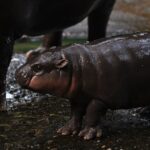 Meet Moo Deng, the baby pygmy hippo so popular you can visit her for only 5 minutes : NPR