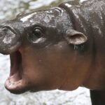 Thailand's adorable pygmy hippo Moo Deng launches a thousand memes