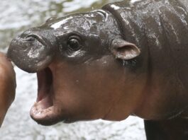 Thailand's adorable pygmy hippo Moo Deng launches a thousand memes